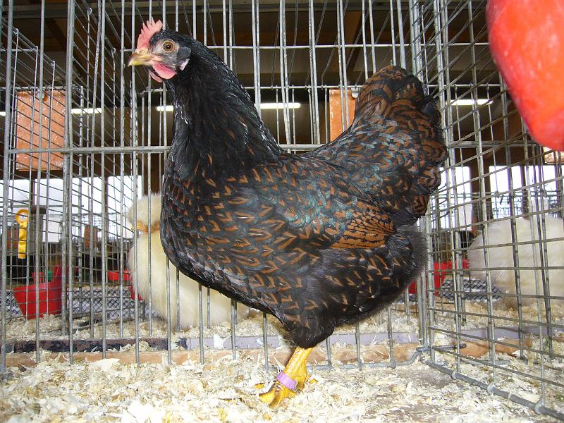 Kreisschau Coesfeld 2008 170.jpg - Zwerg Barnevelder doppeltgesäumt von Fabian Budde sg 95 KVEJ